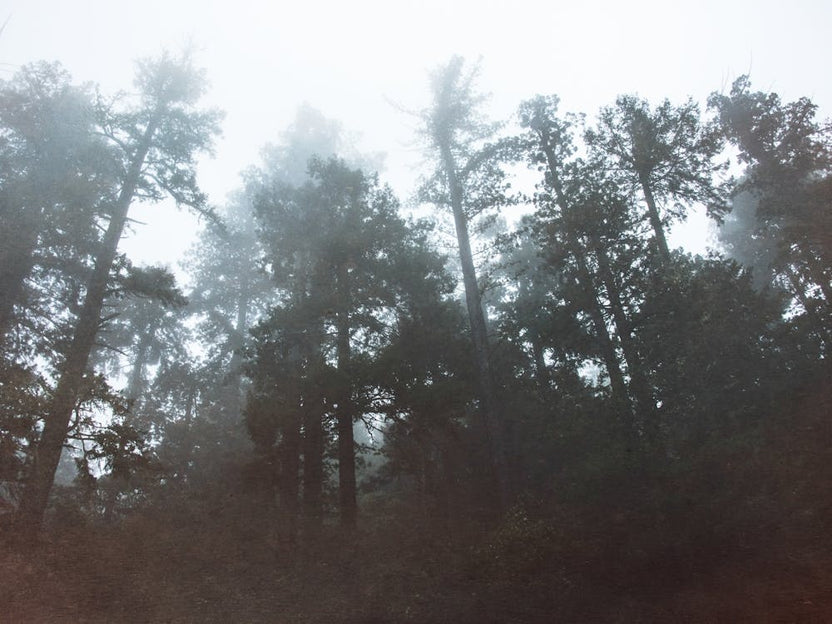 Foggy Forest - Redwoods National Park