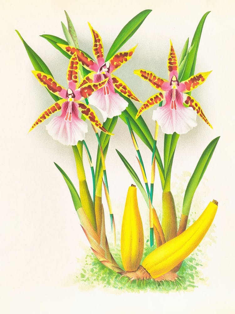 Miltonia Blunti (1885 1906)