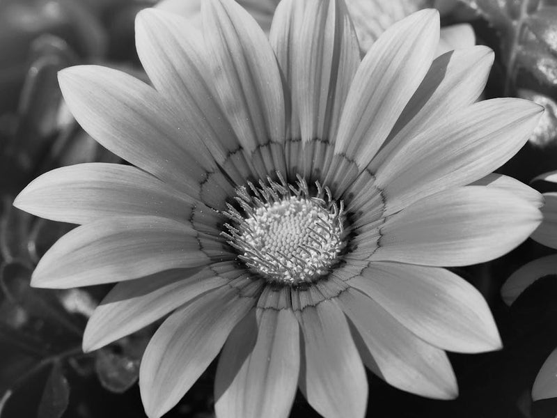 Black And White Flower 25