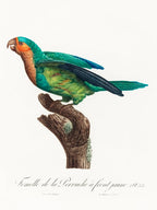 The Yellow Crowned Parakeet From Natural History Of Parrots, Francois Levaillant
