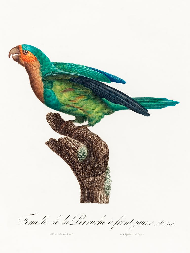 The Yellow Crowned Parakeet From Natural History Of Parrots, Francois Levaillant