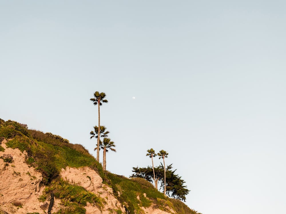 Palm Trees and Cliffs in California