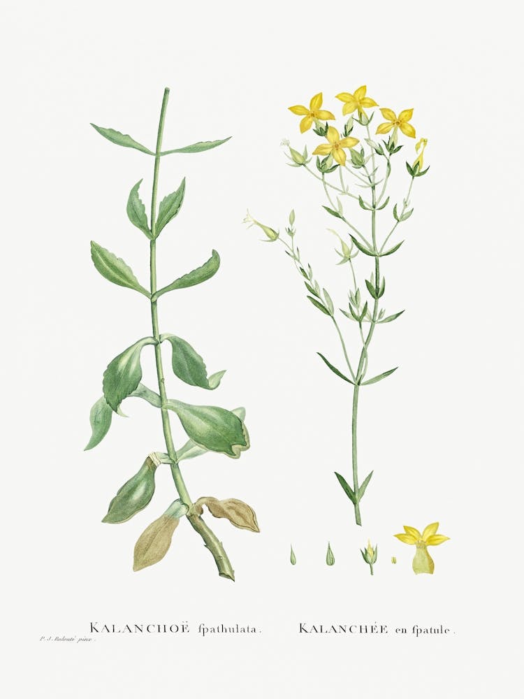 Kalanchoe Spathulata, Pierre Joseph Redoute