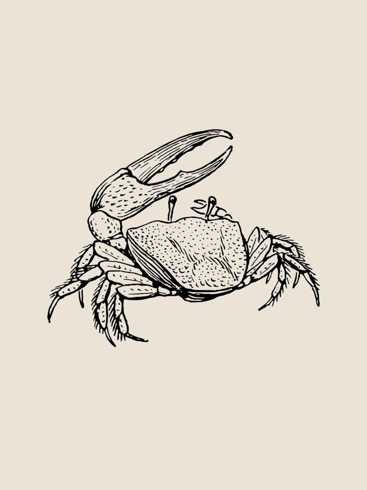 Crab Drawing, Crab Drawing, Crab Drawing, Crab Drawing, Crab Drawing