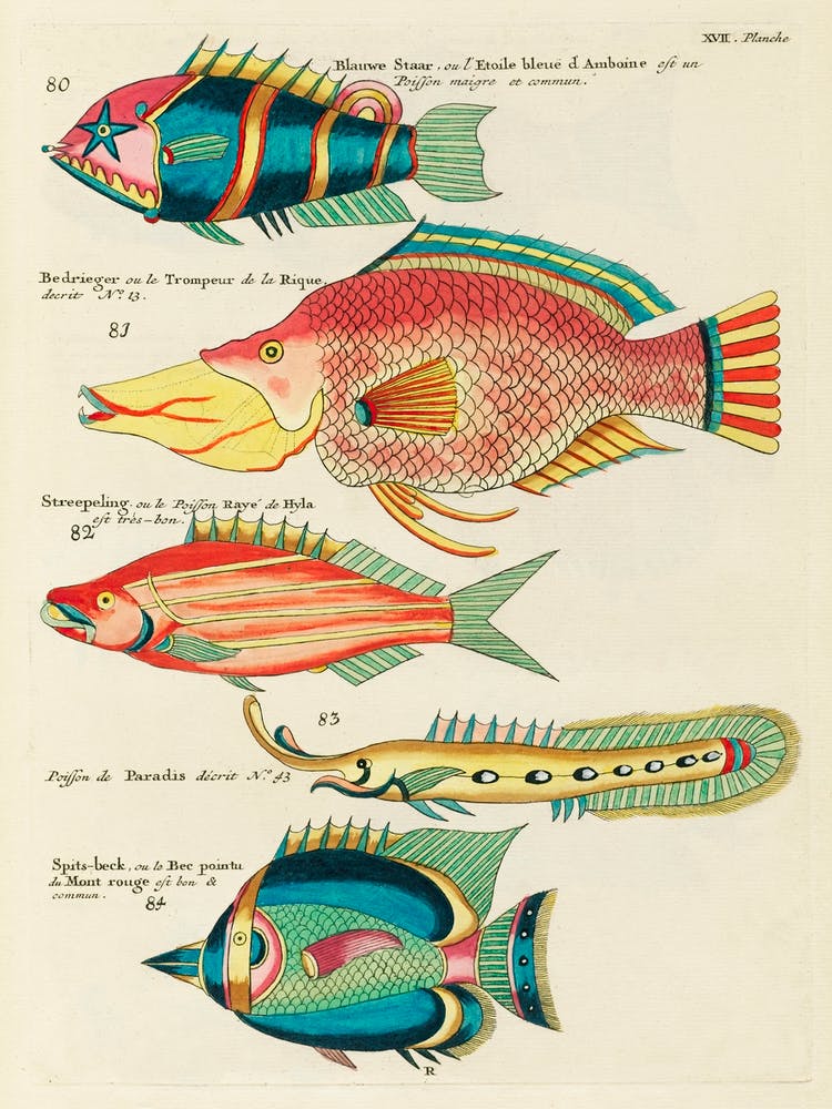 Colourful And Surreal Illustrations Of Fishes Found In Moluccas (Indonesia) And The East Indies, Louis Renard(11)