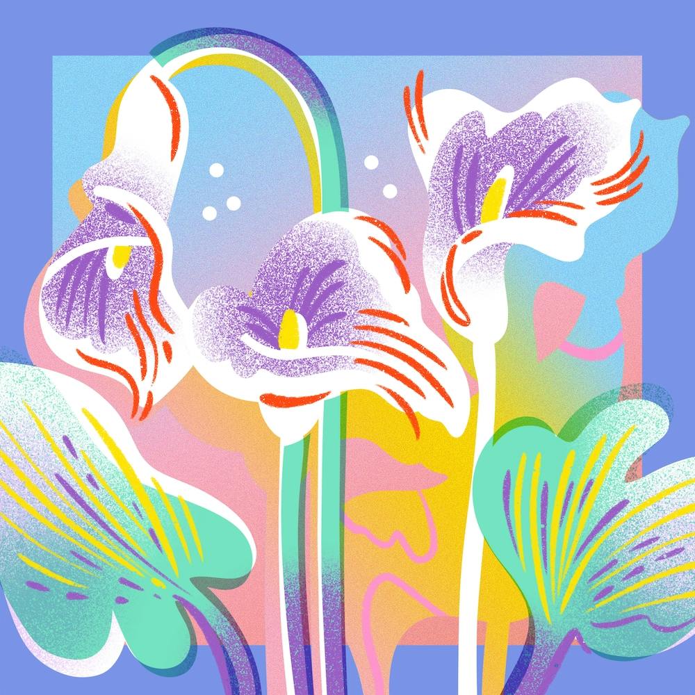 Calla Lily Flowers In Vase With Gradient