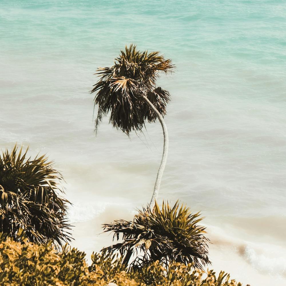 Palm Tree On Beach Square