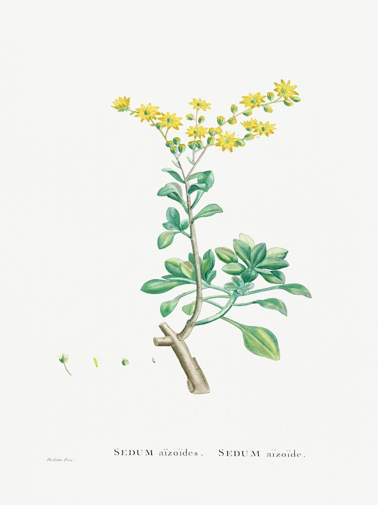 Sedum Aizoides, Pierre Joseph Redoute