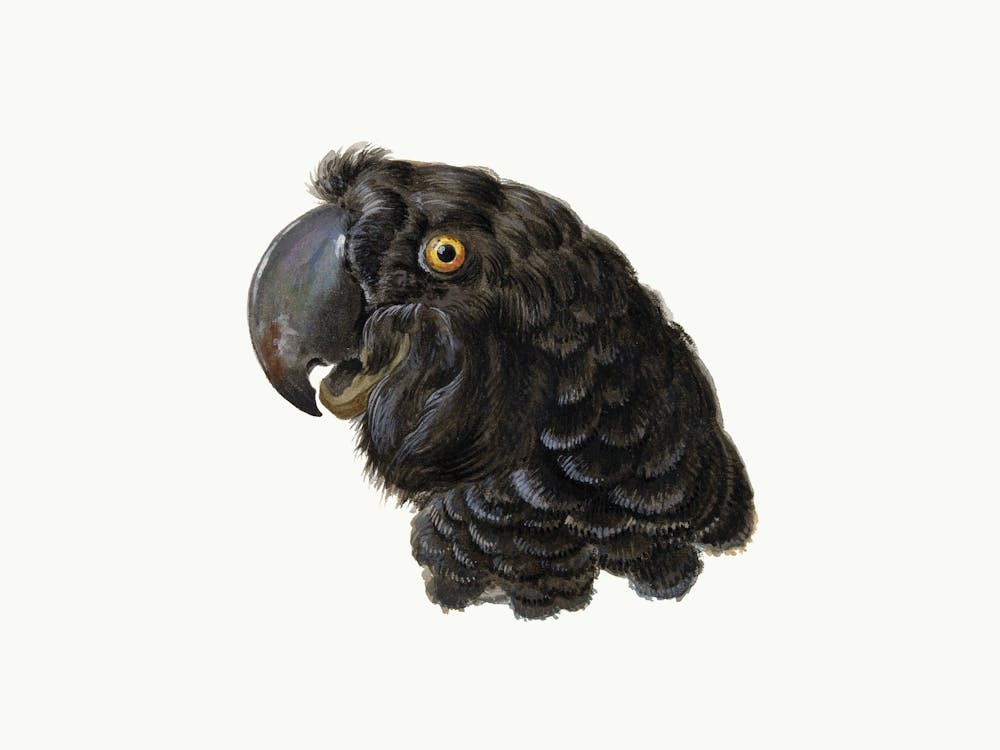 Parrot Vintage Bird_2835694