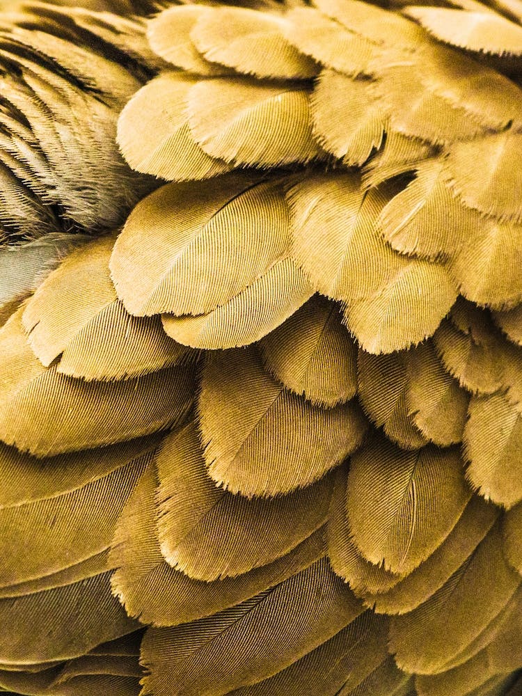 Golden Bird Feathers
