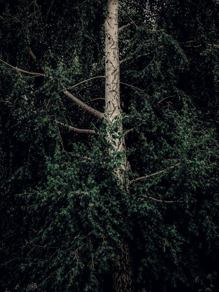 A White Birch Tree In Green Leaves