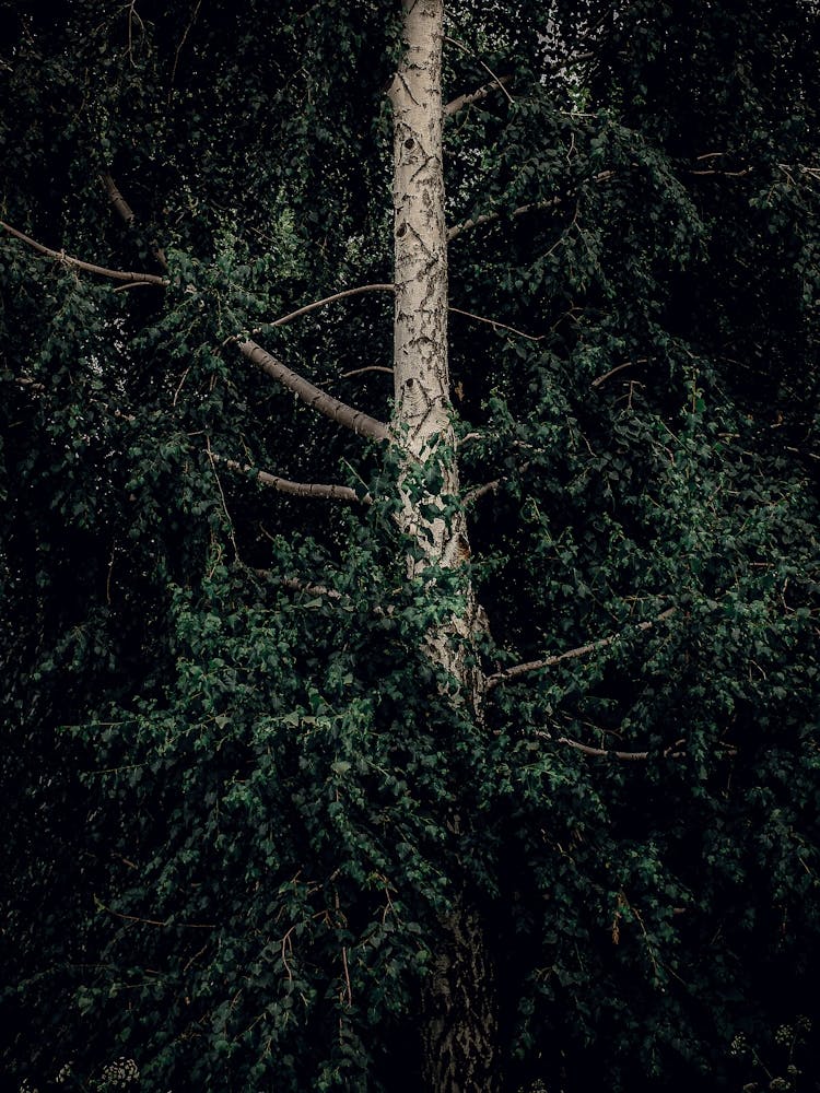 A White Birch Tree In Green Leaves