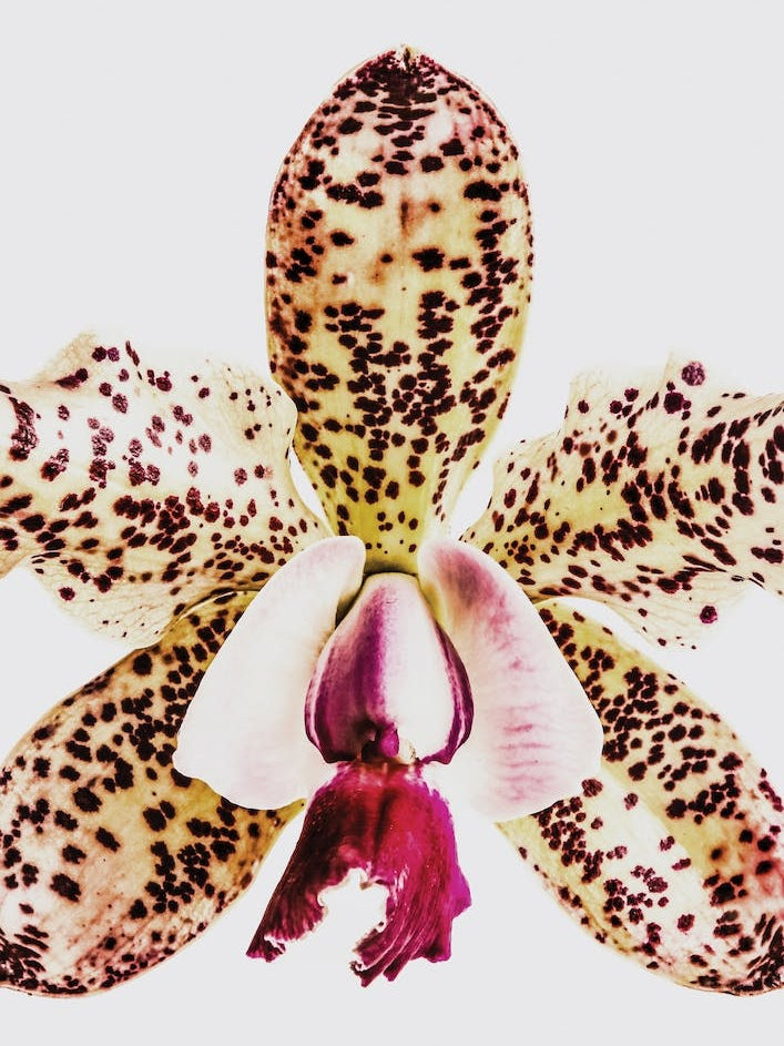 Coral Orchid