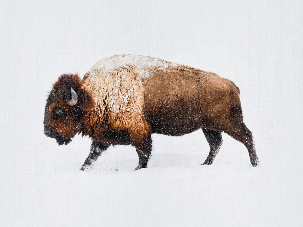 Buffalo In The Snow