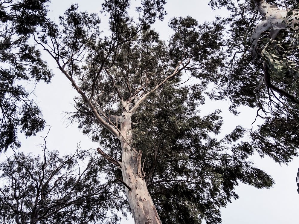 Dark Eucalyptus Tree