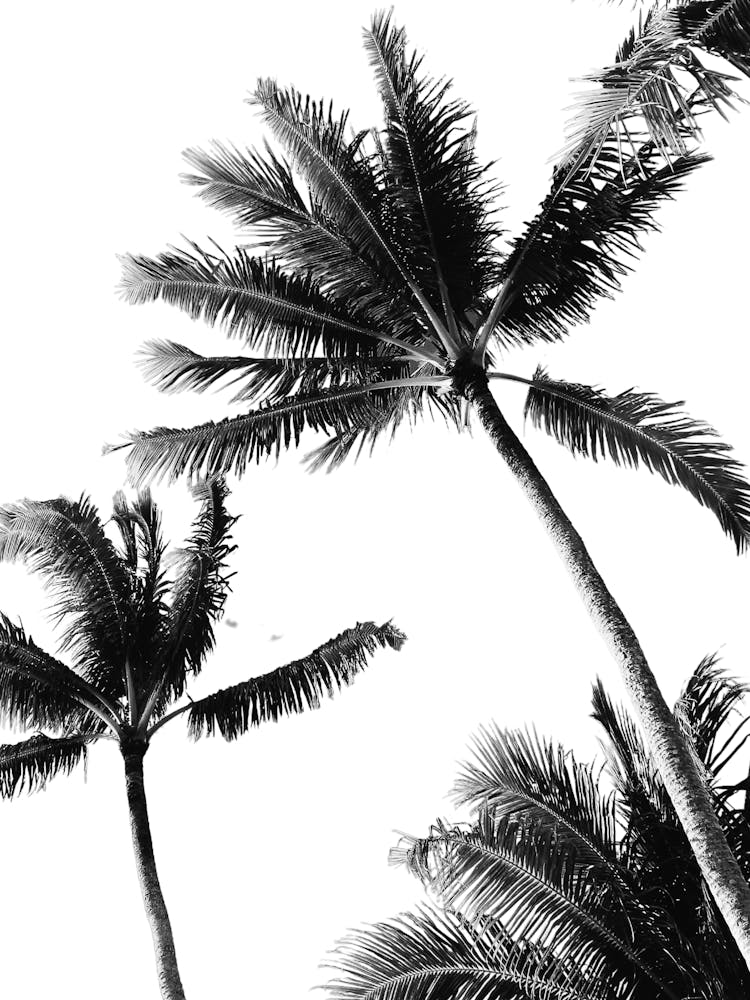 Black And White Palm Trees 3