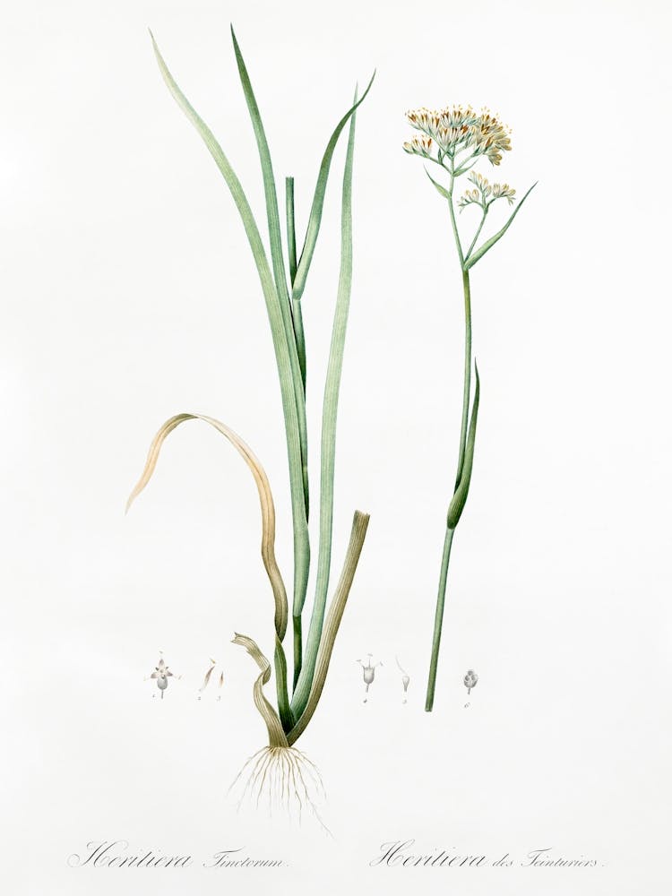 Carolina Redroot Illustration From Les Liliacées (1805), Pierre Joseph Redoute