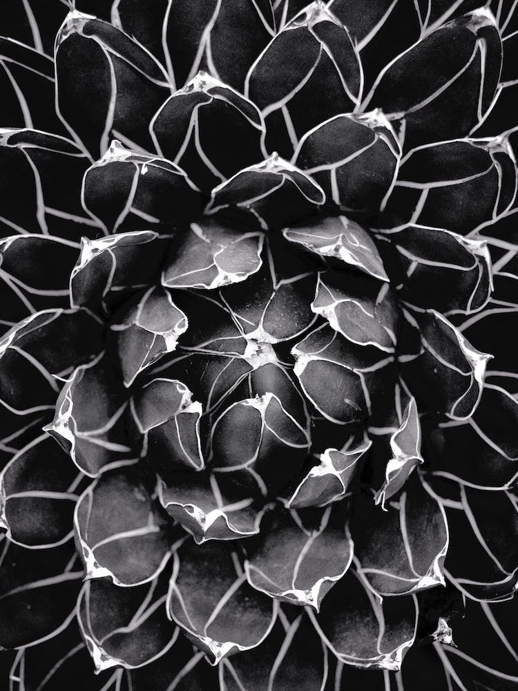 Cactus Flower Heart II