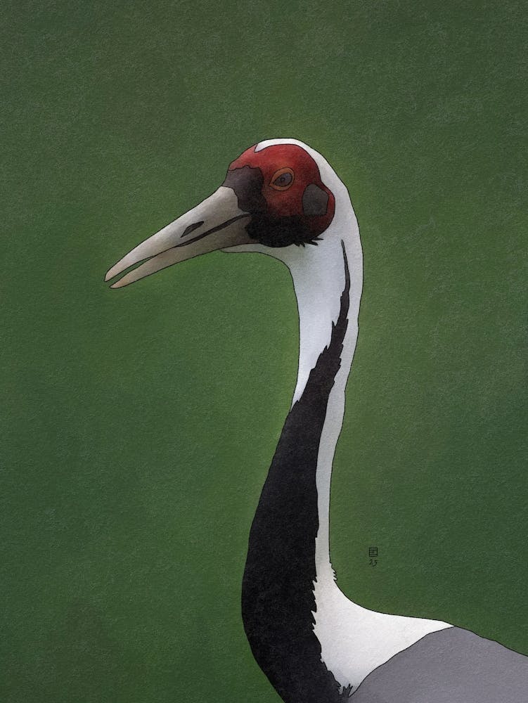 Grue à cou blanc