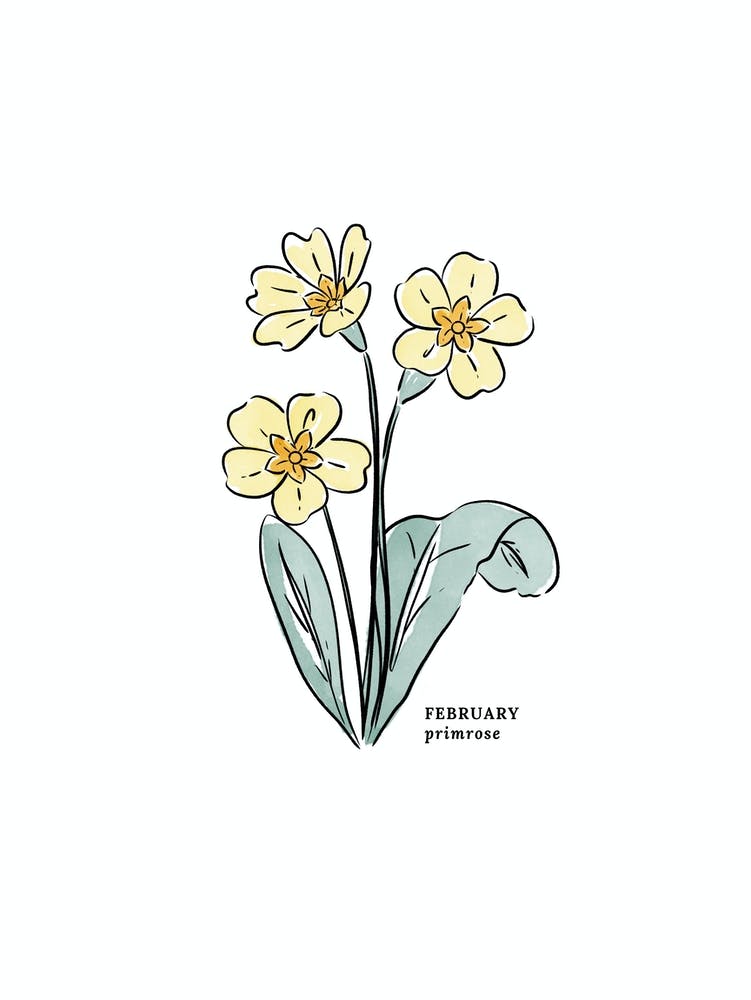 February Primrose Birth Flower 1
