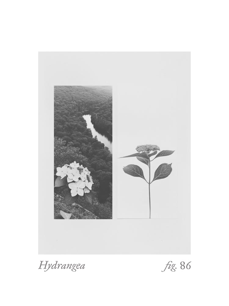 Hydrangea Botanical Collage 4