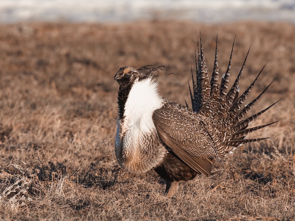 Male Sage Grouse