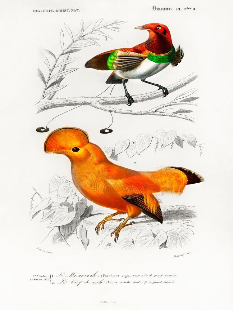 Verschiedene Vogelarten, Charles Dessalines D'Orbigny 12