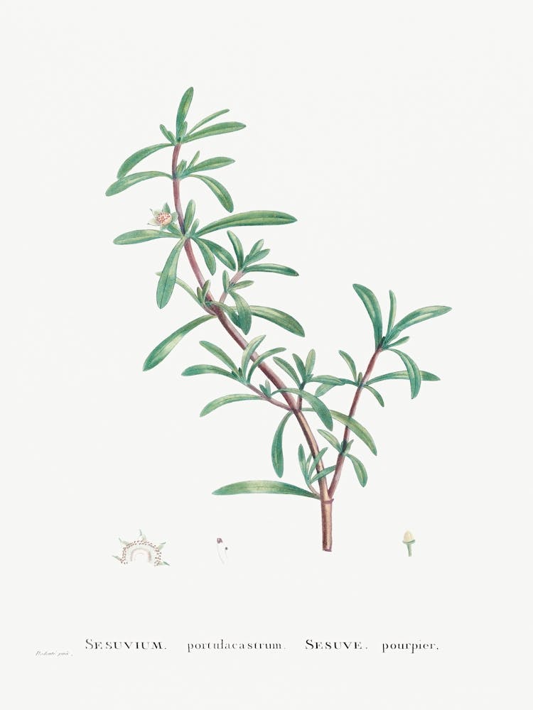 Sesuvium Portulacastrum, Pierre Joseph Redoute