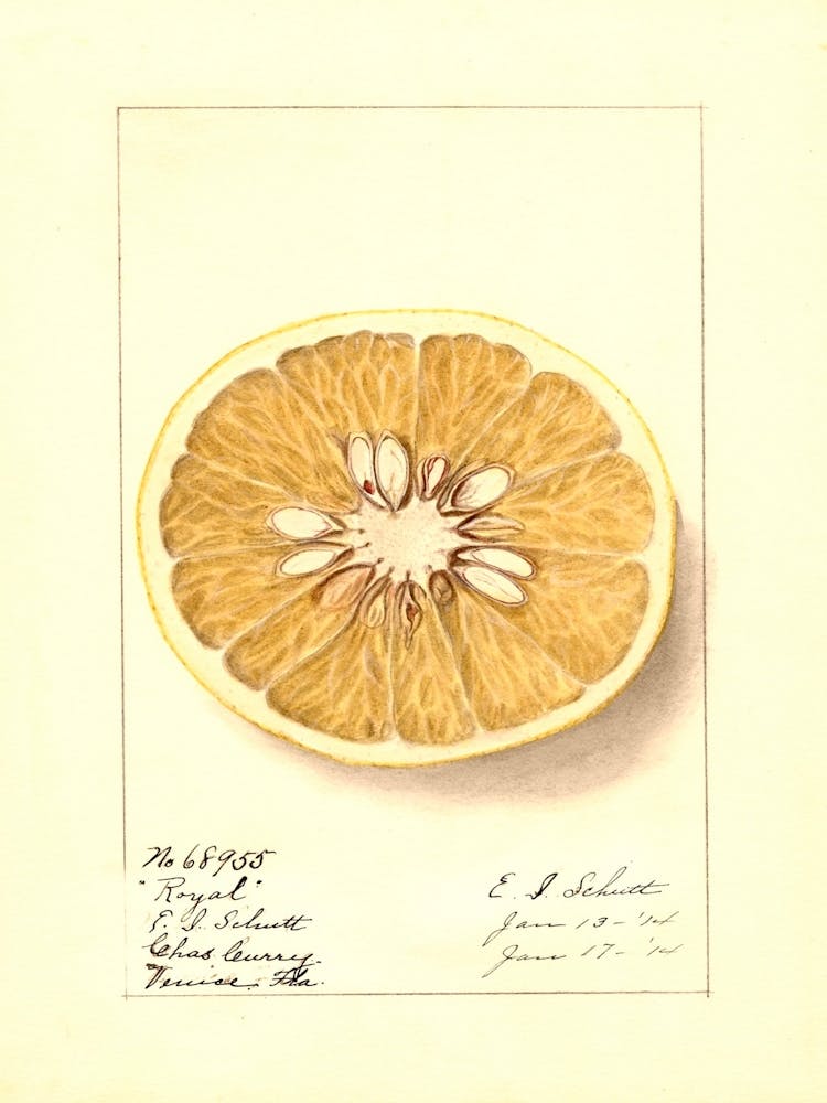 Orangenscheibe