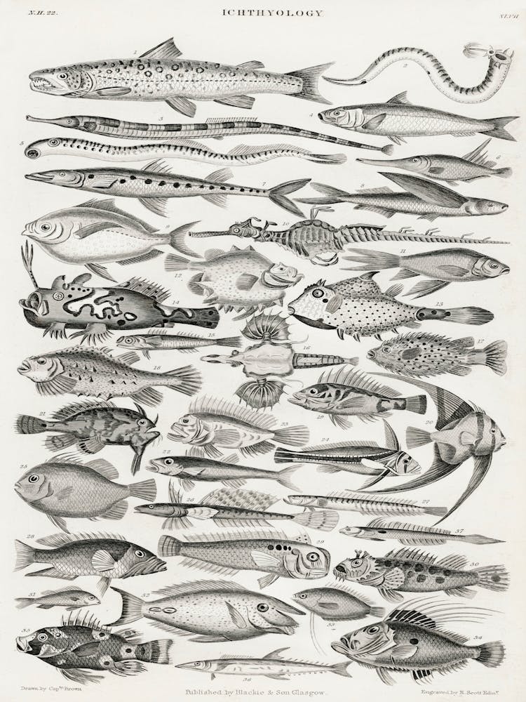 Ichthyology, Oliver Goldsmith 1