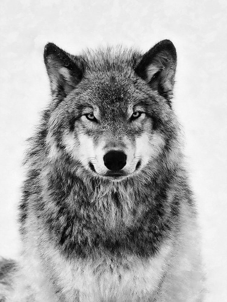 Grey Wolf