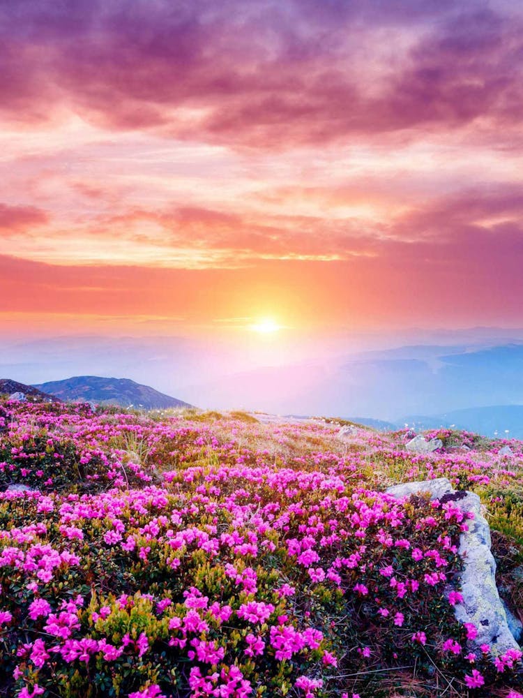 Fleurs Roses Au Coucher Du Soleil