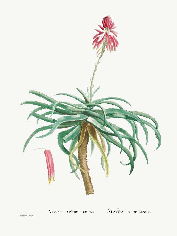 Aloe Arborescens, Pierre Joseph Redoute