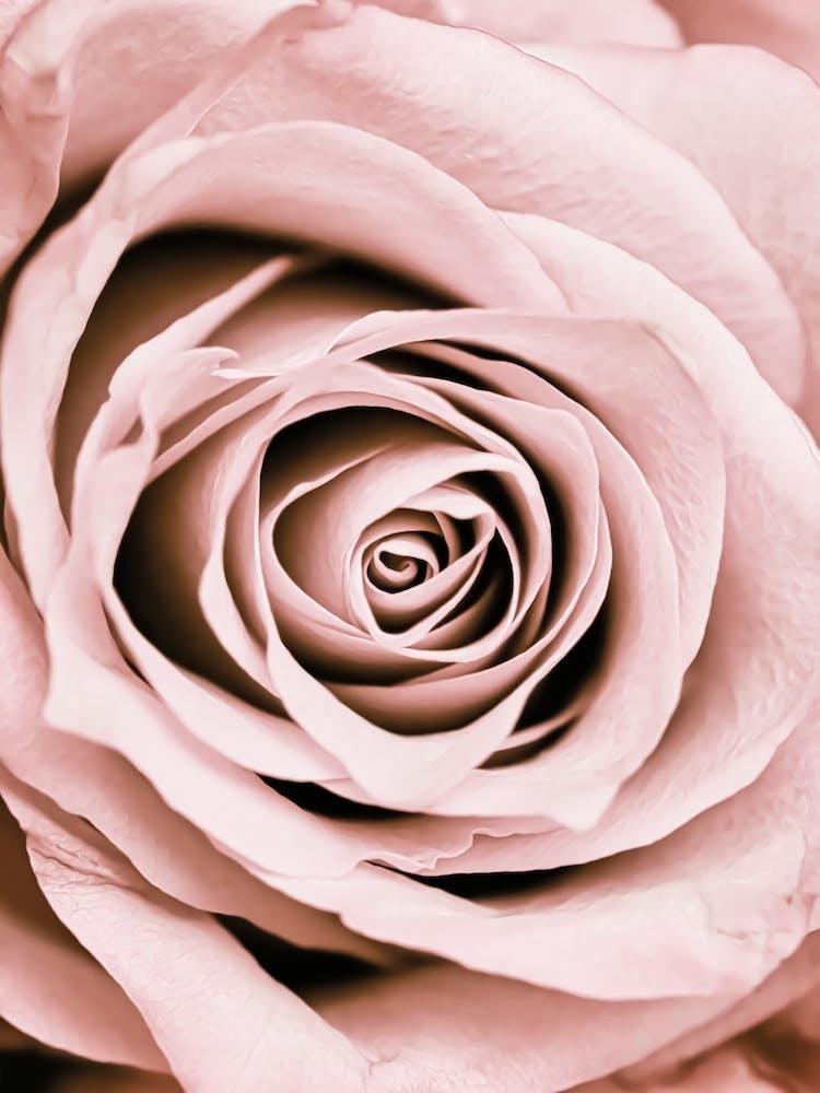Blush Rose