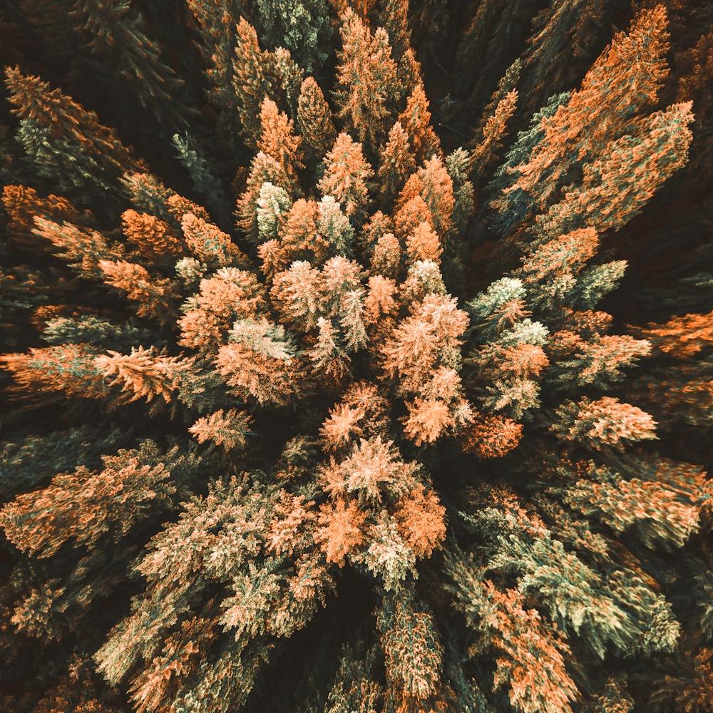 Aerial View Of Pine Trees 1