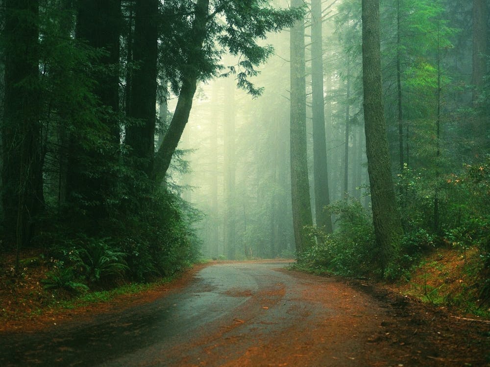 A Walk In The Woods