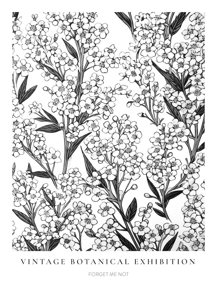 Forget Me Not B&W Vintage Botanical Poster