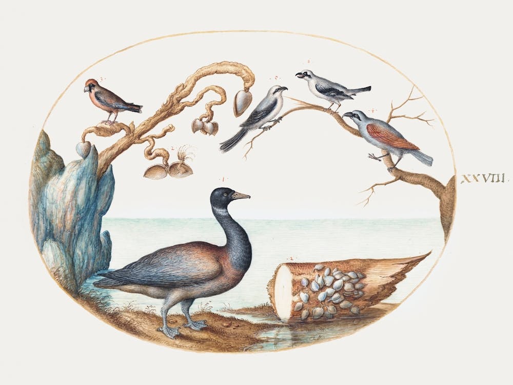 Barnacle Goose With Shrikes And Other Birds (1575–1580), Joris Hoefnagel