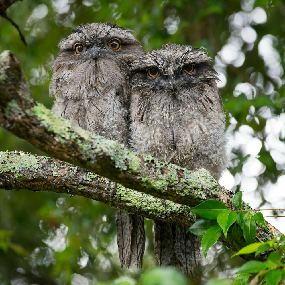 Two Owls Perched On A Branch