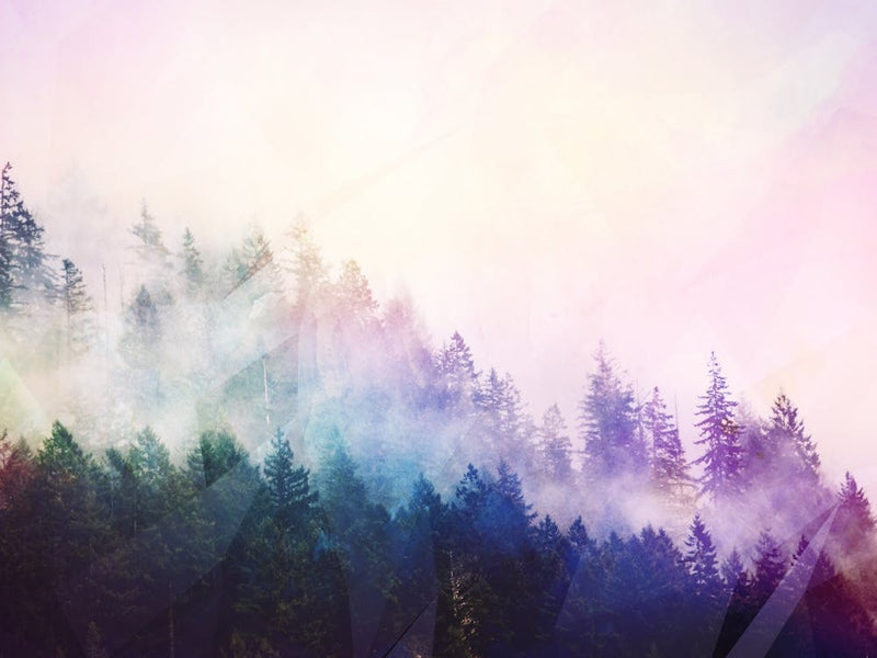 Rainbow Forest Fog Pacific Northwest