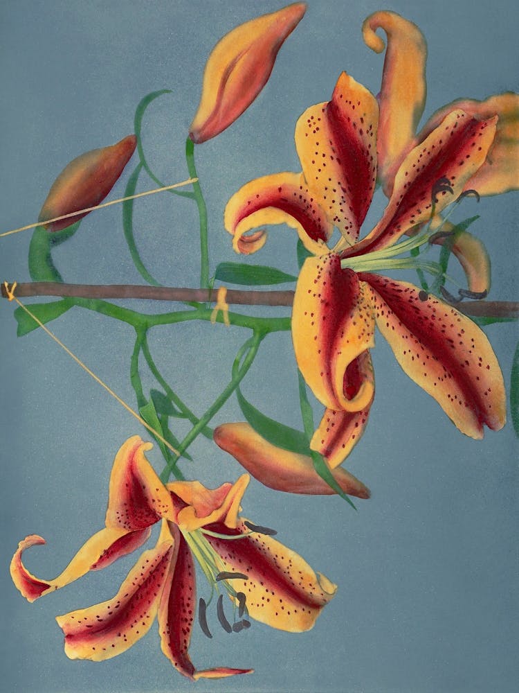 Lily, Hand Colored Collotype From Some Japanese Flowers (1897), Kazumasa Ogawa 2