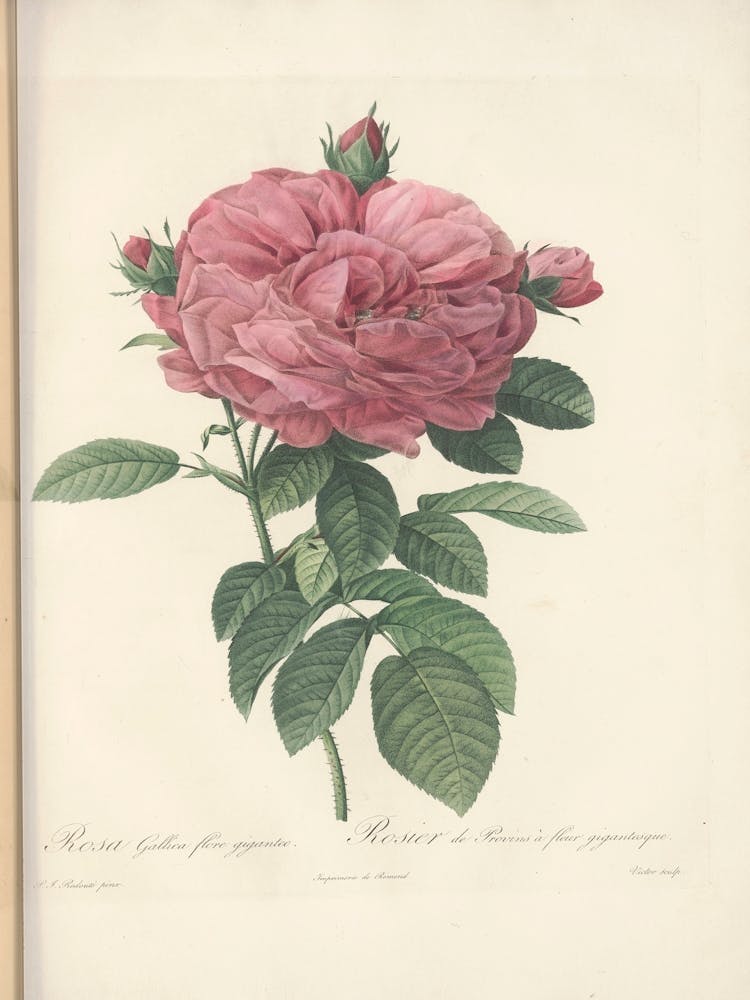 Rose Illustration from Les Roses Vol.3, Pierre Joseph Redoute