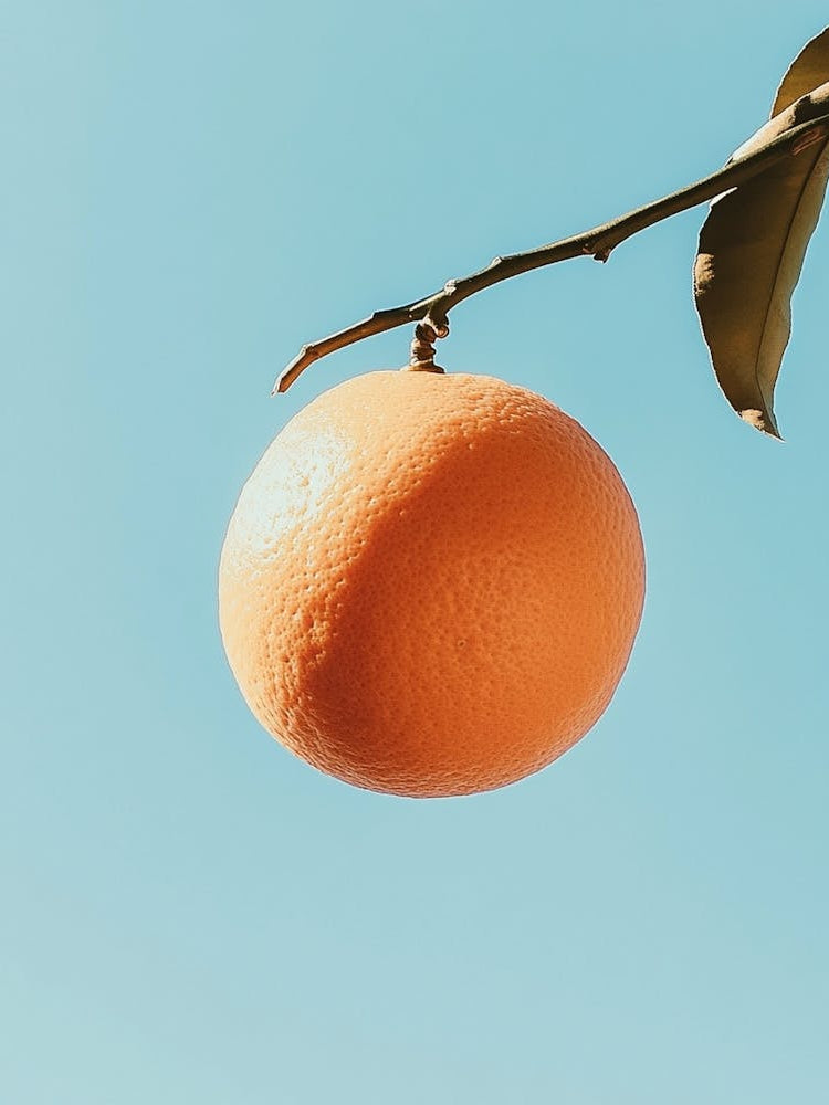 Orange On A Branch