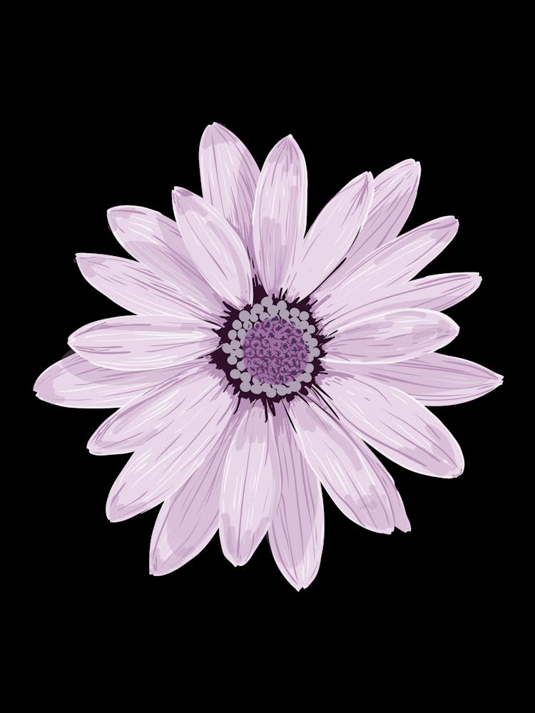 Gerbera Daisy