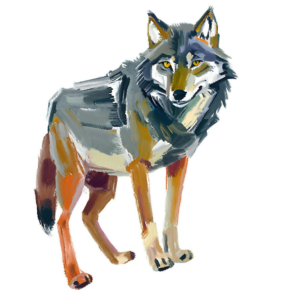 Gray Wolf 01