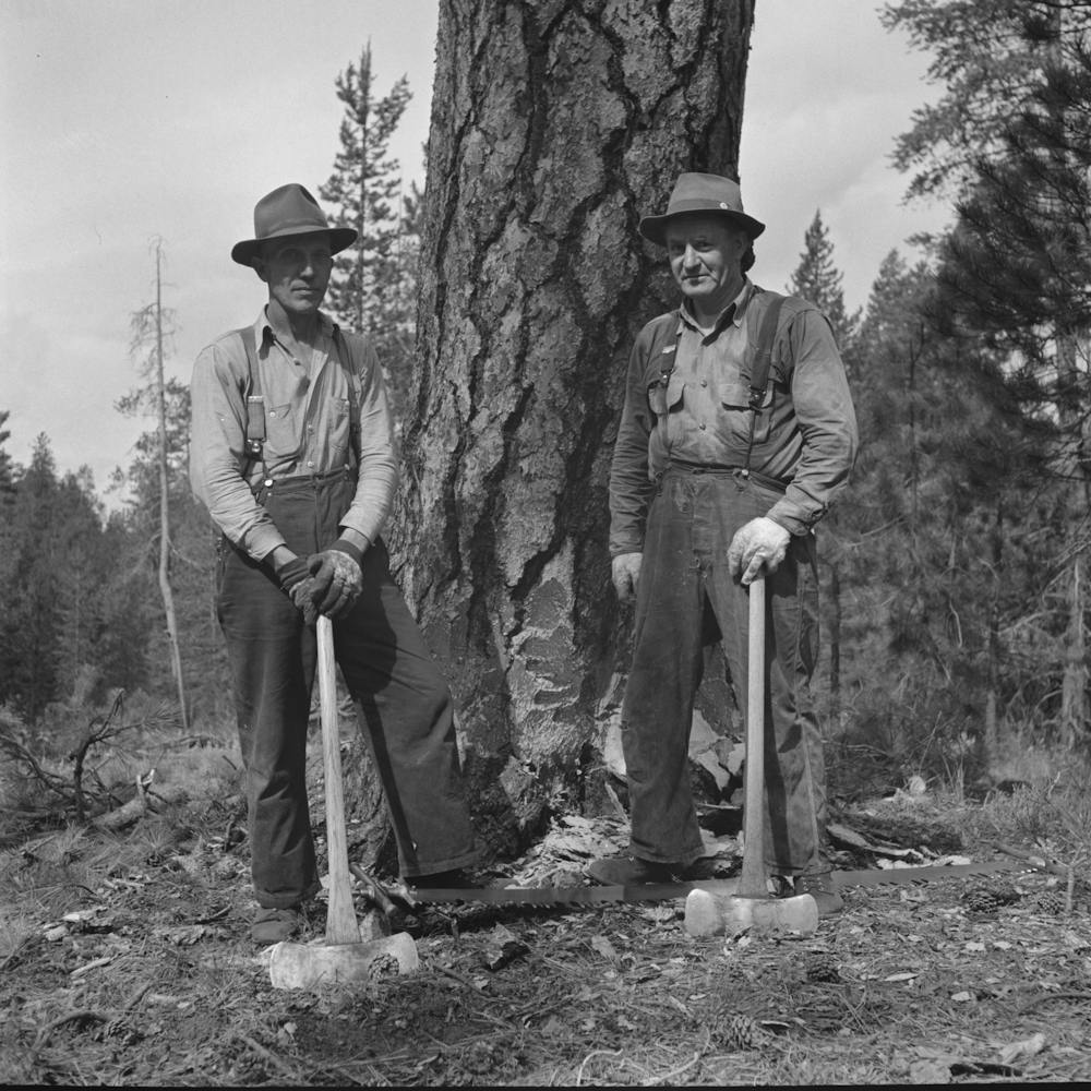 Grant County, Oregon, Malheur National Forest, Lumberjack Starting The Undercut By Russell Lee 1
