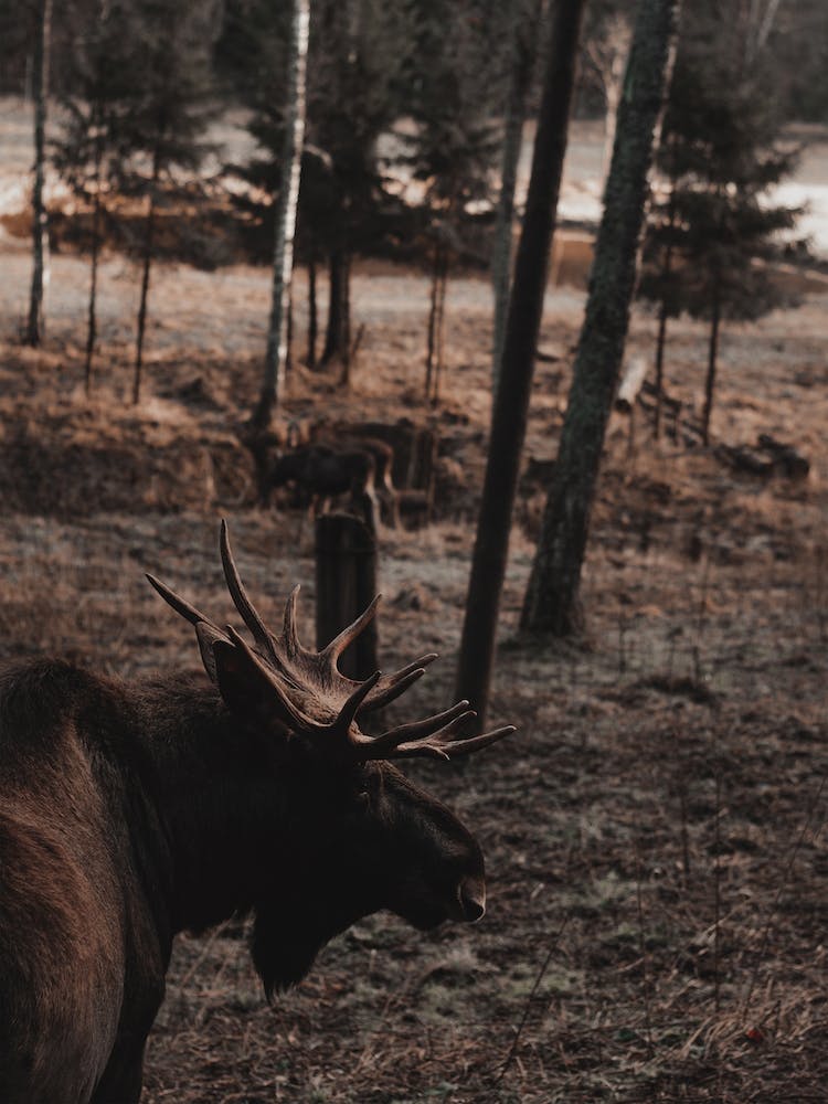 Forest Moose