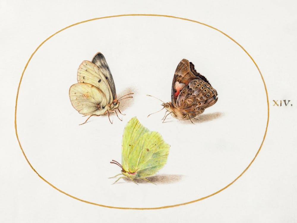 Common Brimstone, Red Admiral, And White Butterflies (1575–1580), Joris Hoefnagel