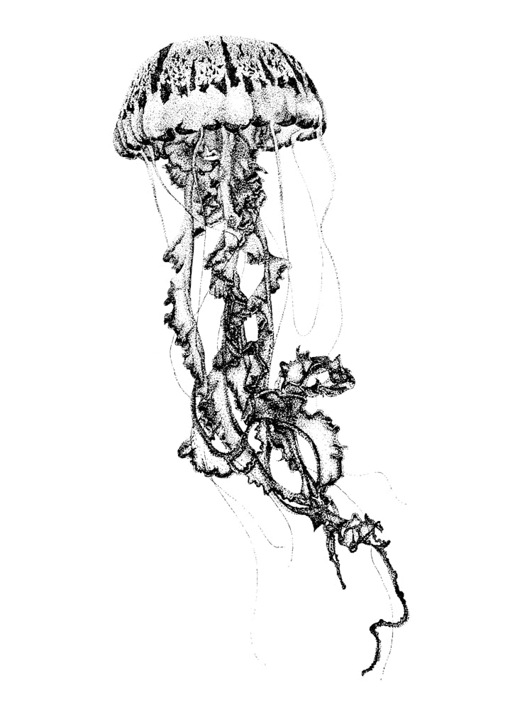 JDotwork Illustration de Méduse