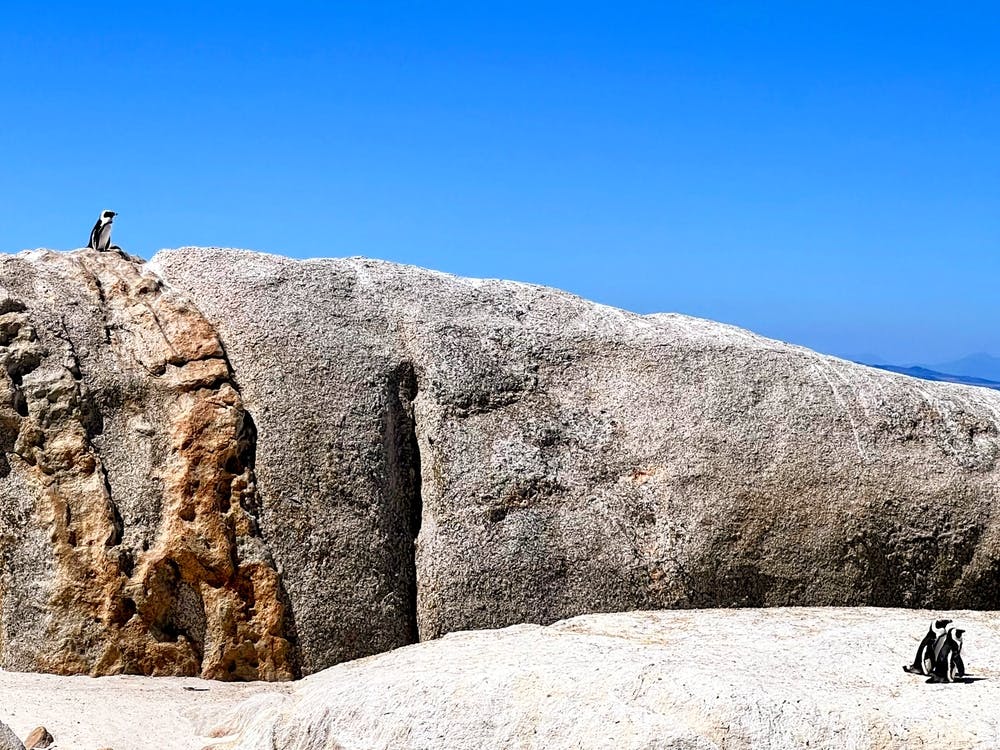 Chief Penguin On A Rock, Cape Town (Africa Series)